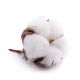 Papier et coton