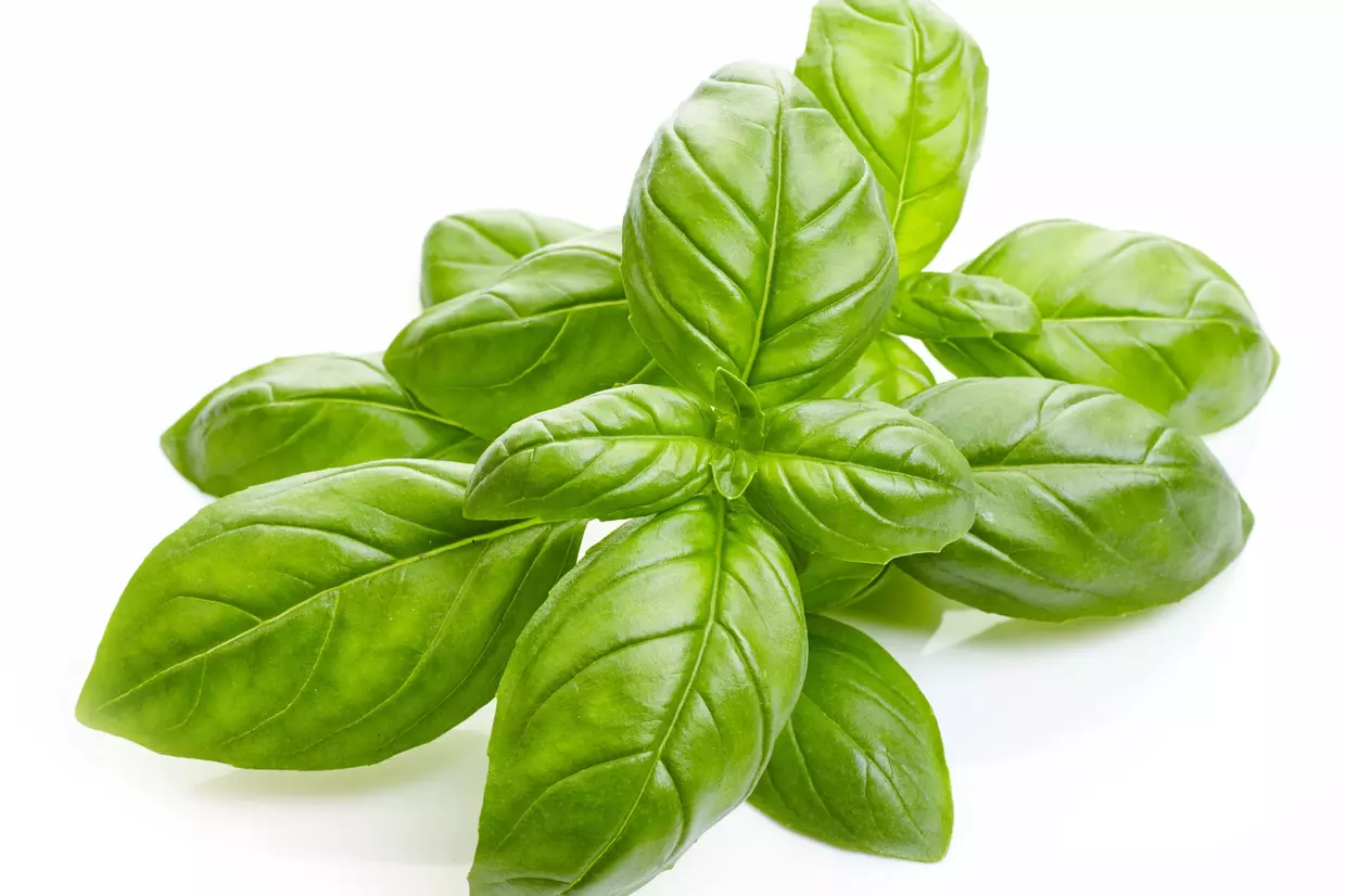 Basilic - Barquette